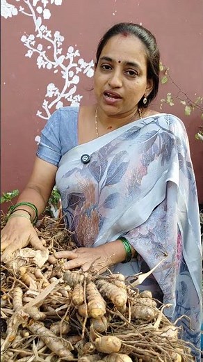 Various Turmeric Harvest || TELUGU GARDEN VLOG