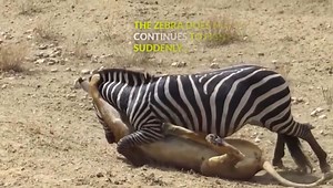 1.4M views · 38K reactions | Poderosa patada de cebra a leon para defender a su cria | AnimalChannel | Facebook