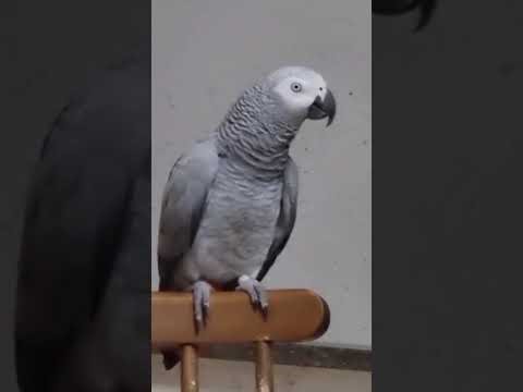 Kira sings songs in outline: in separate words, but everyone understands what the song is.