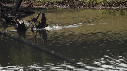 Introducing the latest rendition of the SPOOK! The Super Zara Spook is here to trick pressured bass into going for a boat ride to the weigh-in stage!! Few key points: SILENT, 3/4 oz., premium components, AWESOME colors #NEW #topwater #bassfishing #heddon | Heddon