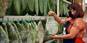 Why tiny cactus bugs in red food dye are a $35 billion industry