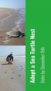 15 reactions | Adopt a Nest of Sea Turtle Hatchlings Help protect...