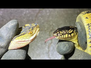 【最強と最凶】ホンハブとアカマタ強いのは？