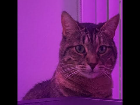 Chatting With Friends - Carl of Carlcon Fame