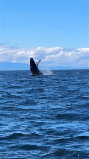 4.5K views · 17 reactions | Who has the best time whale watching -...