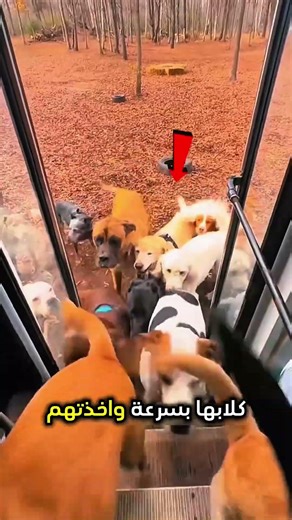 لا تفتح باب الباص للكلاب و هذا هو السبب 😨 #shorts #shortvideo #shortsfeed