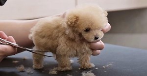 Smallest 3-Month-Old Toy Poodle Puppy Goes To Groomer's For The First Time