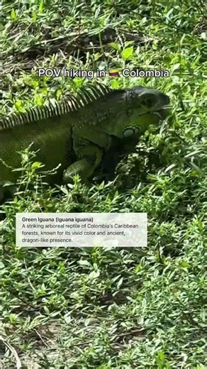 Iguana Encounter in Tayrona National Park | Colombia Travel Vlog