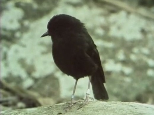 Seven Black Robins | Television | NZ On Screen