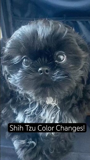 Shih Tzu Color Changes before and after 🖤 #blackshihtzu #shihtzu #cutedog
