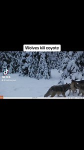 Pack of 8 wolves attach and kill coyote for dominance. They did not eat it they only killed it and played with it. #trailcamnut #trailcamera #trailcamvideos #wolves #nature #outdoors #wildlife #animals #brutal #tothedeath #bushnell #idaho | Trail Cam Nut