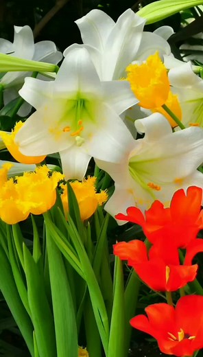 Beautiful Close-Ups of Vibrant Spring Flowers