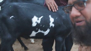 13 reactions · 6 comments | Danial Goat & Cattle Farm Gujranwala on Reels | Facebook