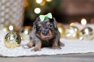 Valerie - Cavapoo Puppy D0547B