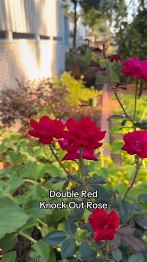 The Double Red knock out Rose #garden #parati #reels #vivero #roses | The Team Family Garden