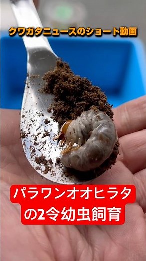 【パラワンオオヒラタ】2令幼虫をマットから菌糸飼育へ#クワガタ #飼育 #菌糸ビン