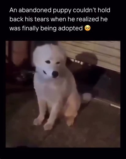 Brain Roots on Instagram: "This short clip shows a fluffy white puppy excitedly interacting with a woman during what appears to be an adoption moment. As the pup wiggles closer, his eyes water and soft snorting sounds slip out-creating the impression that he’s crying with relief as he leans into the attention. The emotion feels immediate and contagious. Some viewers connected the moment to research suggesting dogs can produce more tears during emotionally charged reunions, possibly linked to oxy