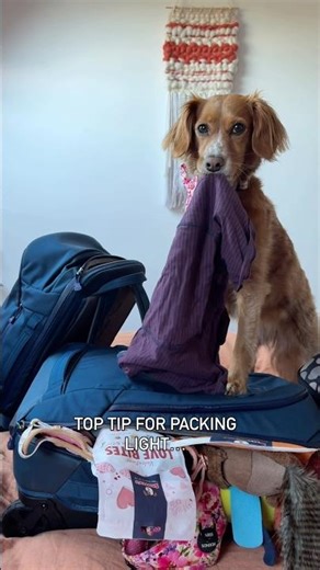 Packing Light With A Dog #holiday #shorts #holiday #doglove #funnydogs