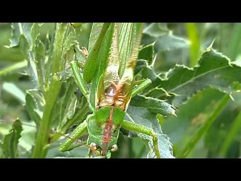 Grasshopper sounds