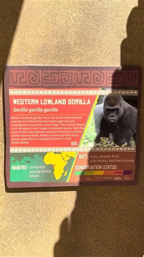 Western Lowland Gorillas in San Antonio, Texas #westernlowlandgorilla #gorilla #gorillas #shorts