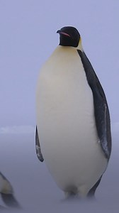 How You Can See Empereor Penguins From Space | Real Science