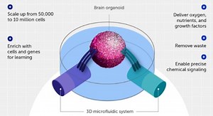 Scientists Are Building “Organoid Intelligence” Biocomputers Using Brains Grown In A Lab To Rival Artificial Intelligence – Lifeboat News: The Blog