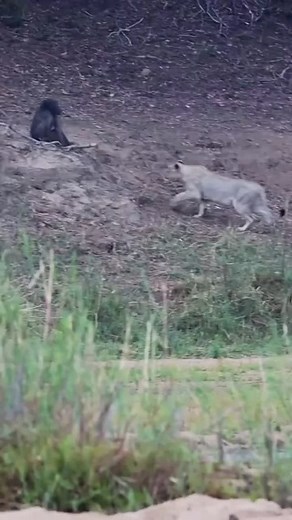 @animalsa2_ on Instagram: "When the Monkey King encounters the Lion Demon, Brother Baboon's provocation leads to a scene of "dismemberment" by the lion pack."