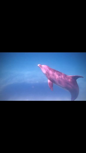 Christmas is over, who's ready for summer 2024?! Shell Island Dolphin Tours LLC | Shell Island Dolphin Tours LLC