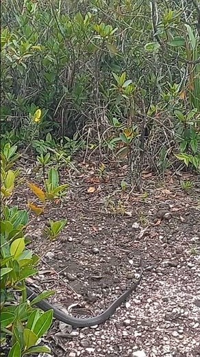 Tigre, species name Spilotes pullatus, at Kaieteur National Park 2025 🇬🇾