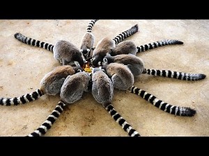 😻 10 Awesome And Unusual Pets 🐌