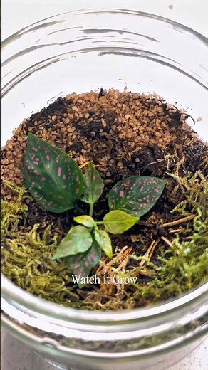 How To Make A Ecosystem out of ANYTHING #terrarium #diy #ecosystem