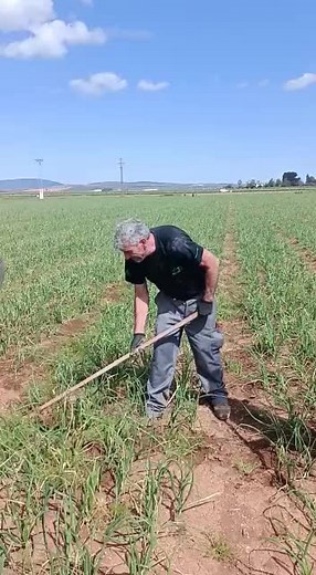 Harvesting Techniques in Agriculture: A Visual Guide