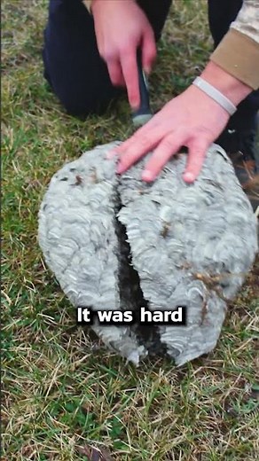 What’s REALLY Inside a Wasp Nest? 😳