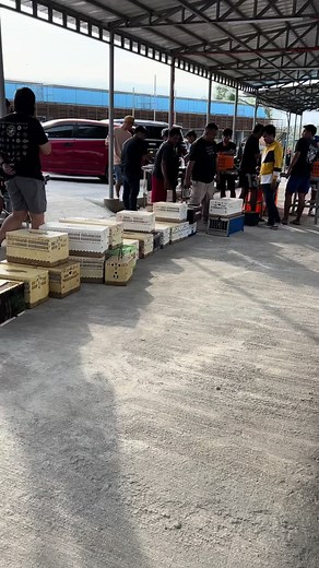 #pigeon #race #pigeonlovers #pigeonracing