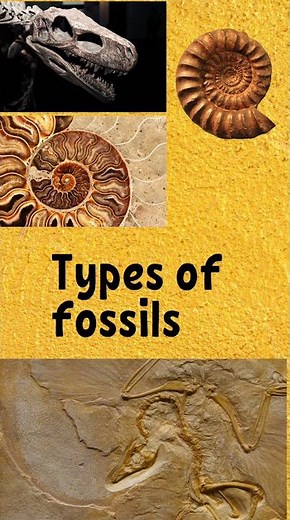 #biology #evolution #🪨Types of fossils