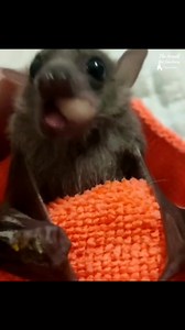 Baby bat trying to eat solid fruit for the first time #babybat #batrescue #wildlife #fostercare #animalsanctuary #fruitlover #yummy #firsttime #munching #batsofinstagram | The Israeli Bat Sanctuary