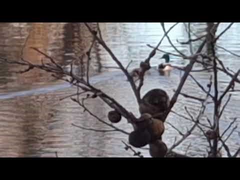 Six Seconds of Mallards at Clark's Island 