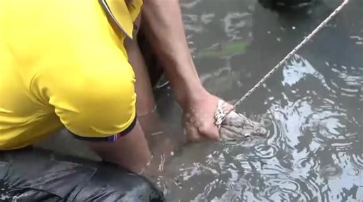 Huge python swimming through Thailand floods is caught by soldiers