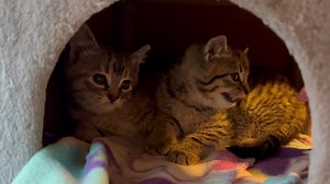 18K views · 4.7K reactions | The grumpy twins. | Youngest Old Cat Lady | Facebook