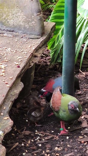 Beautiful Exotic Bird Up Close #shorts #exoticbird #birds #wildlife #nature