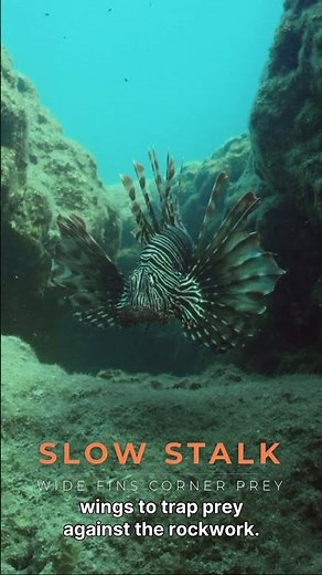 Venomous Lionfish Hunter Long Stalk to Lightning Strike!