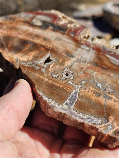 Fractal Pattern Petrified Wood Slab (utah) - Etsy