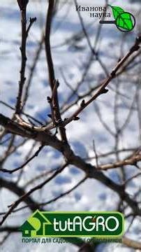 Here's what to do in February! A recipe for winter garden whitewashing.