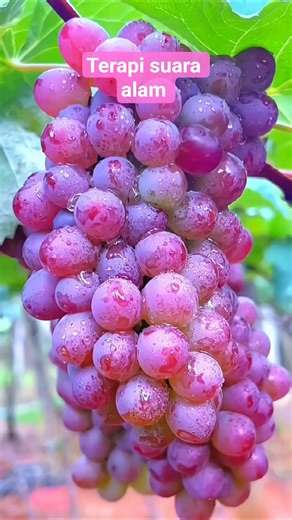 Terapi suara alam yang bikin hidup lebih tenang #viral #fruit #farming #garden #viral