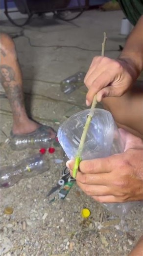 How to make a simple shrimp trap #HowToMakeAShrimpTrap #EasyMethod #ShrimpTrap #ALuiLaek #PleaseS...