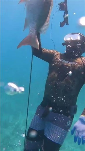 Catching mutton snapper for #fishing #crustacean