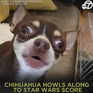 14K views · 599 reactions | The force is strong in this pup! A Scottish chihuahua showed off his out-of-this-world vocal talents with a howl-along to the Star Wars score, video by his owner shows. “I know he loves singing to instruments, so I tried putting that on and he loved it,” he said. 梁♥️ | ABC7 | Facebook