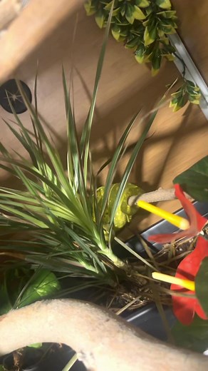 5.7K views · 78 reactions | Question 6 out of 9. Full video on YouTube or Facebook. #greentreepython #greentreepythons #gtp #aru #biak #python #pythons #snake #snakes #snakesofinstagram #snek #reptile #reptiles #reptilelover #reptilekeeper #reptilebreeder #reptilesofinstagram #pet #pets #cute #daily #instagram #tiktok #reels #shorts #boise #idaho #animal #animals | Black Lake Reptiles | Facebook