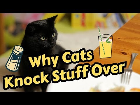 Why Do Cats Knock Things Off The Table?