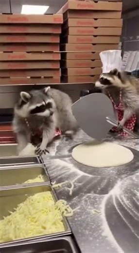 🍕🦝 Domino's Raccoon Pizza Makers' Peel Smack Turns Into Epic Kitchen Brawl! 💥